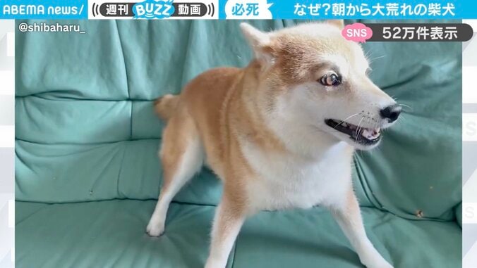 柴犬のハルちゃん