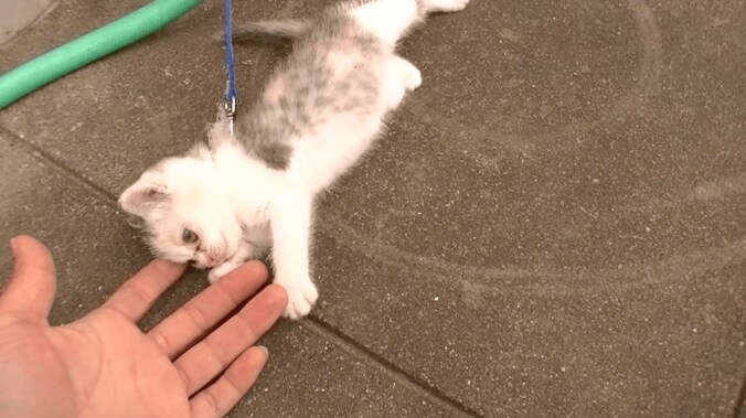 捨て猫だった「ネコ吉」　飼い主さんの愛情で見違えるほど綺麗になる 2枚目