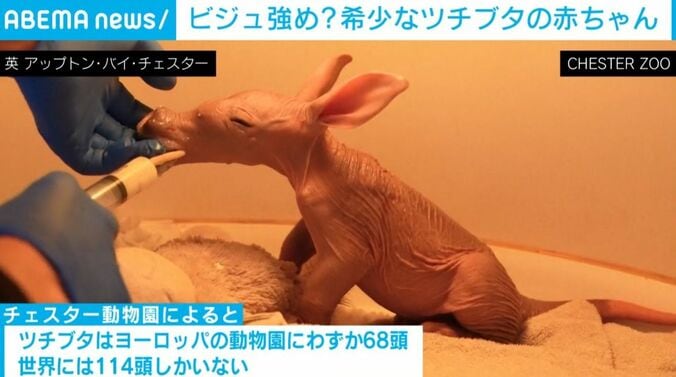 ツチブタの赤ちゃん