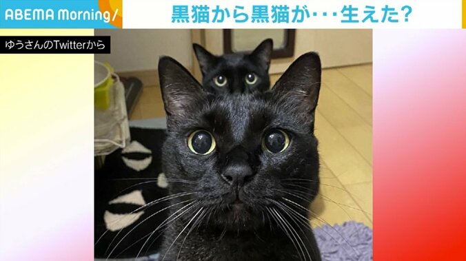 黒猫から黒猫が…生えた？ ご飯を待つ2匹が絶妙なポジション 「幽体離脱～」「ネコリョーシカ」の声 1枚目