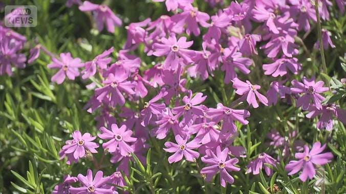 5万株のシバザクラに業者が誤って除草剤、半分枯れる　住民が20年かけ育てる 1枚目