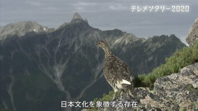 人を恐れない“神の鳥”をどう守り抜く？ ニホンライチョウ「復活作戦」が始動！ 1枚目