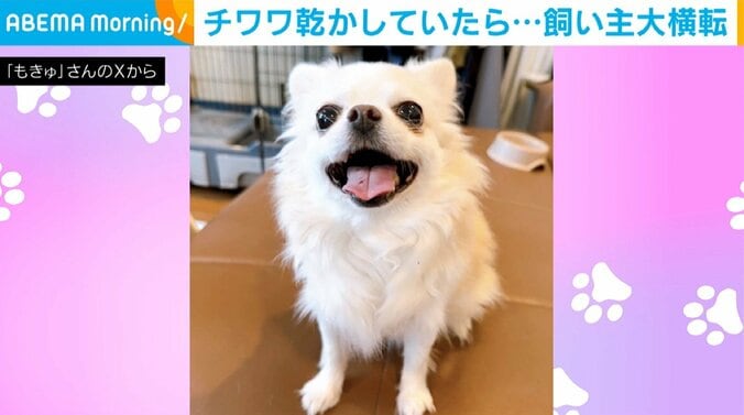 チワワの花ちゃん