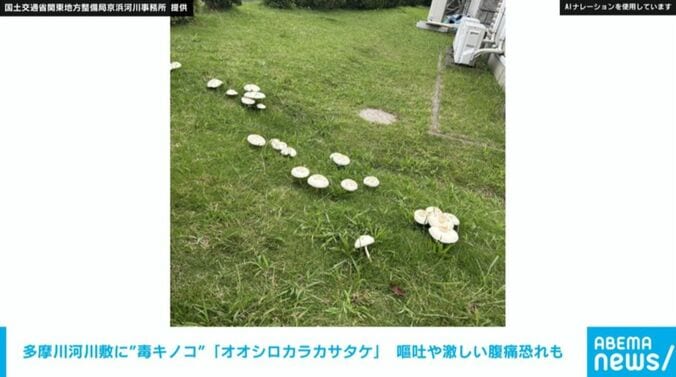 オオシロカラカサタケ