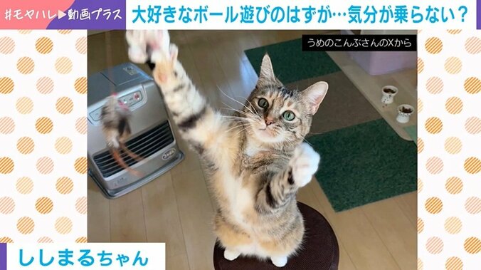 猫のししまるちゃん