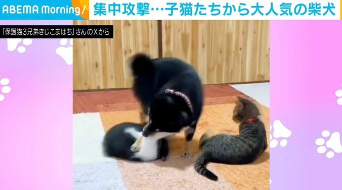 子猫3匹と柴犬のふぅちゃん