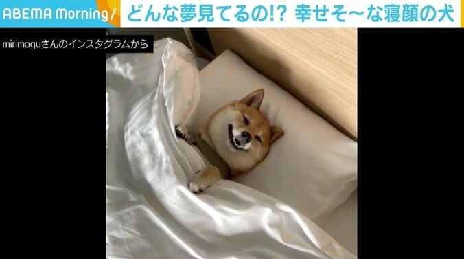 ふとんにすっぽり入り“ニコニコ” 幸せそうな寝顔に反響「人間か!?」「柴犬の天使ちゃん」 1枚目