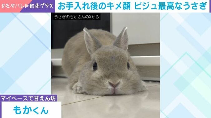 ウサギのもかくん