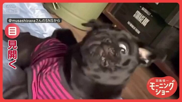 「ビックリしたワン」バンッ!ビクッ!飼い主がマネすると白目をむく犬 驚いてるの?