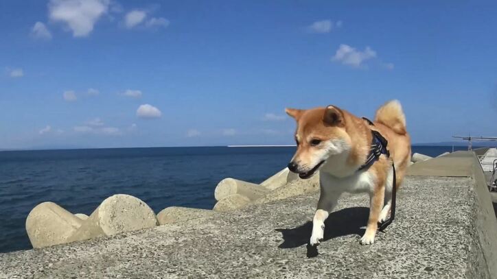 「お尻出てるよ!」ふわもこ柴犬だいふく、家を買う? お散歩やおもちゃに大興奮