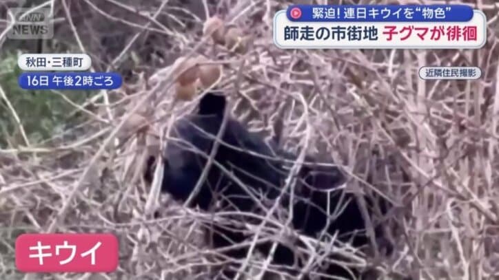 キウイを食べている子グマ