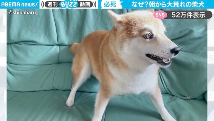 柴犬のハルちゃん