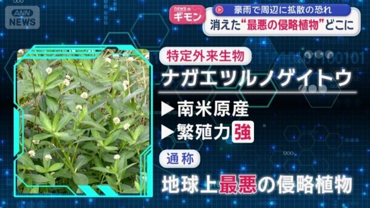 ナガエツルノゲイトウ