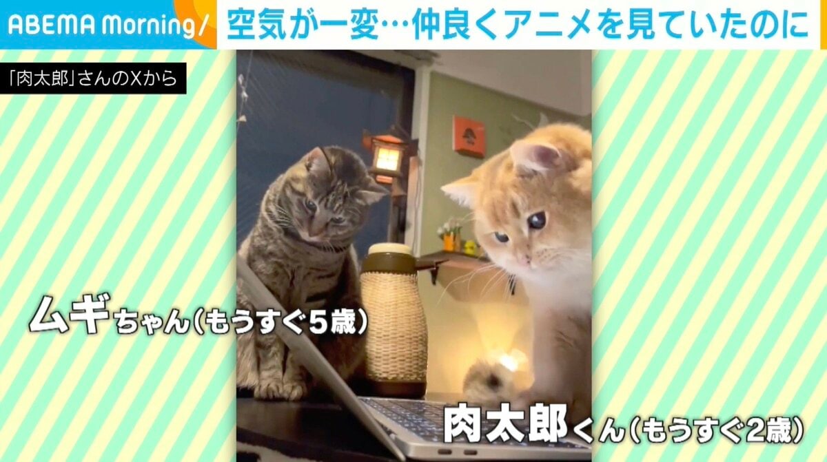 空気が一変…仲良くアニメを見ていた2匹の猫に「最近見た動画で一位 