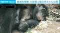 密猟などで個体数が減少…“最も人に近い生き物”大型類人猿の赤ちゃん公開 ドイツ