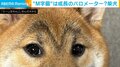 「日に日に濃く…」“M字眉”がチャームポイントの柴犬の姿に「期間限定のかわいさですよね」「ウチの柴も両津勘吉みたいでした」など共感の声続出