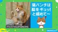 「左ストレートにゃー」脇をギュッ！と縮めて繰り出す“猫パンチ”が話題に
