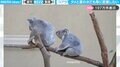 ママ大好き！3歳のコアラの“密着愛”に「愛しすぎて泣いちゃった」「見てたら動物園いきたくなってきた…」と共感の声