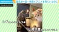 空気が一変…仲良くアニメを見ていた2匹の猫に「最近見た動画で一位」「会話が聞こえてきそうでほっこりw」など反響続々