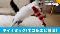 エビのおもちゃに興奮