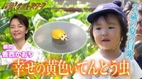 【映像】3歳児が探し求める“幸せを呼ぶ黄色いテントウムシ”!? - 探偵！ナイトスクープ