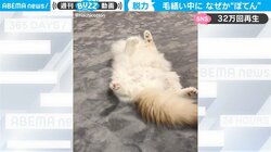 毛繕い中に力尽きる猫が「突然すぎるw」と話題 「流れがスムーズで美しい」の声も