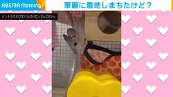 回し車を限界速度まで走るチンチラ 後ろ足がもつれながらも脱出し“クセ強”な面白リアクションにほっこり