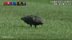 グラウンドにハト降臨⁉大谷翔平同僚、ハトを避けた？流し打ちで同点打を放つ