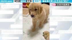 動き、猫じゃん！ 猫を見て育った「子犬」の狩りが驚きの観察眼と話題