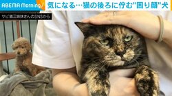猫がトイプードルに飛び蹴り 叱られ不服そうな猫の後ろで“困り顔”をする犬の姿が「切ない顔がwww」と話題