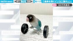 かわいすぎるし、天才！？器用に“二輪車”を漕ぐインコがSNSで話題！「胸キュンどころかズキューン！」「お利口さんすぎる…」