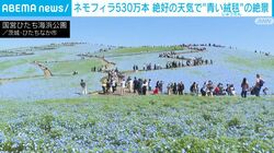 ネモフィラ530万本 絶好の天気で“青い絨毯”の絶景