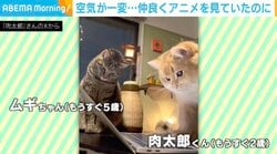 空気が一変…仲良くアニメを見ていた2匹の猫に「最近見た動画で一位」「会話が聞こえてきそうでほっこりw」など反響続々