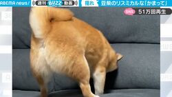 「揺れる尻から目が離せない」「絶妙なリズムきざんでる」お尻をふりふり…豆柴のかまってアピールがかわいすぎる