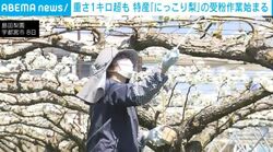 重さ1キロ超も 特産「にっこり梨」の受粉作業始まる
