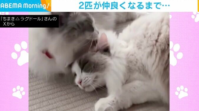 仲良しなモフモフ2匹