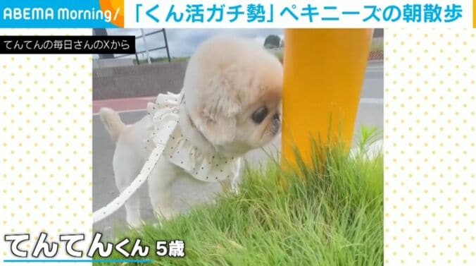 ペキニーズのてんてんくん