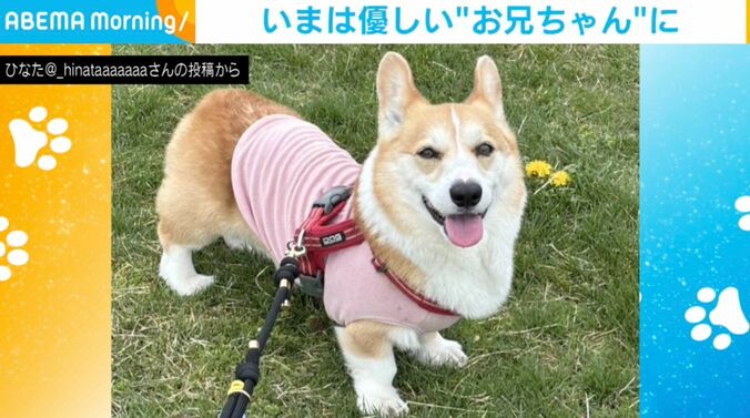コーギーのひなたくん