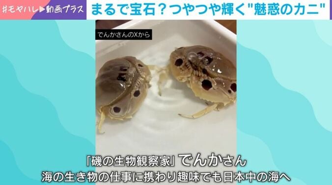 でんかさんのXより