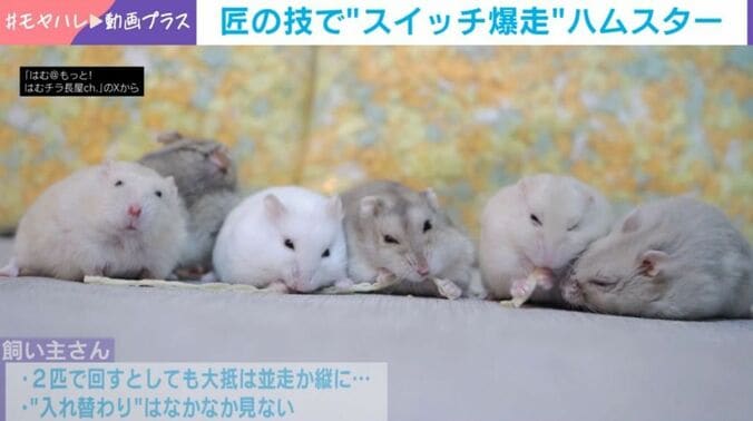 ハムスター