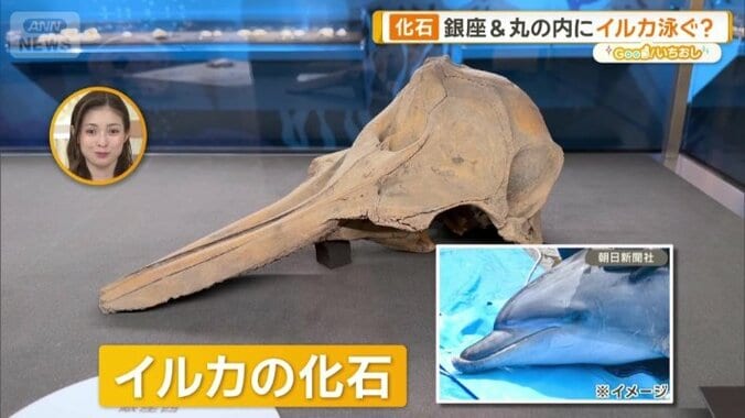 イルカの化石