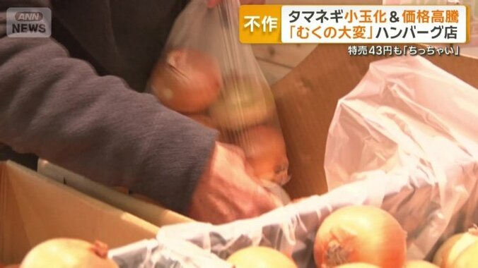 北海道産タマネギが1個43円で特売