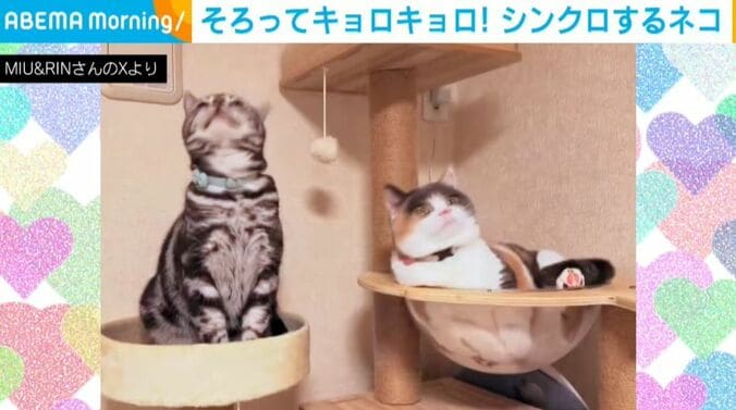 りんちゃん＆みゅーちゃん