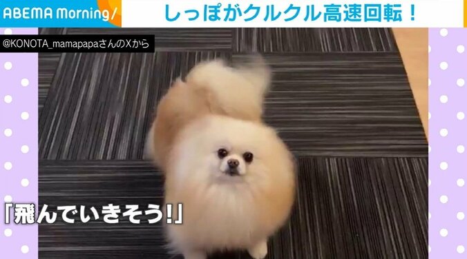 ポメラニアンのこの太くん（5歳）