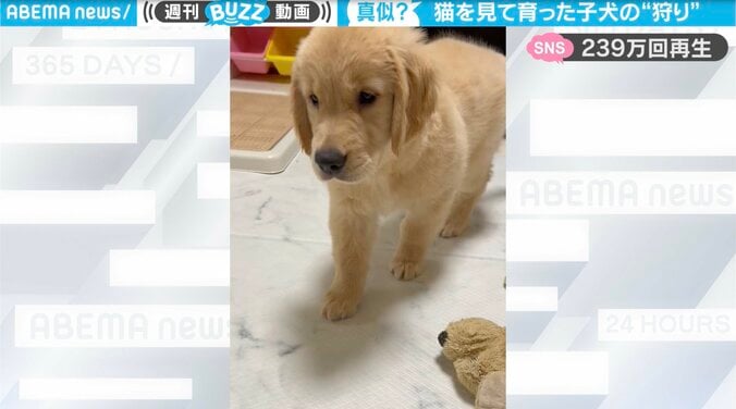 動き、猫じゃん！ 猫を見て育った「子犬」の狩りが驚きの観察眼と話題 1枚目