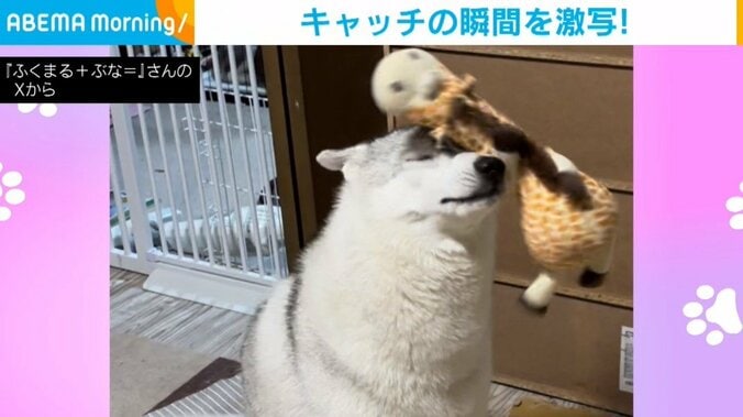 シベリアンハスキーの福丸くん（9カ月）