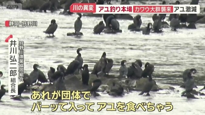 黒い大型の鳥・カワウ