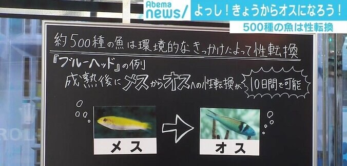 専門家も驚く“黄金のナマズ”、魚の中には成熟後に性転換する種も　遺伝子の不思議 4枚目