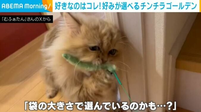 むふぁたんくん