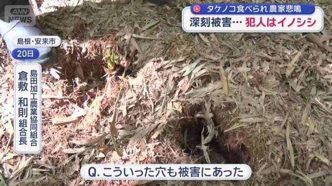 イノシシがあけた穴